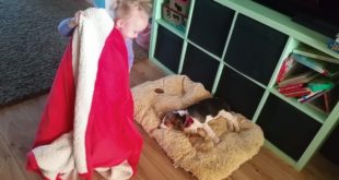 Small girl prepares her cute puppy and older dog to sleep
