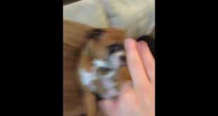 Small life | part 3 dogs are dogs