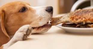 Smart Dog Stealing Food!!!