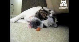 Snoring dog wakes to the smell of food