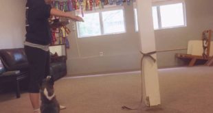 Speckled dog – food session