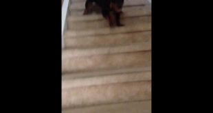 That’s my dog in my old house