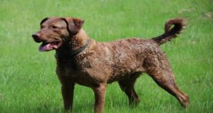Top 10 Hunting Dog In The World-2016 (Must Watch)