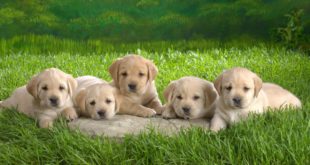 Top 10 Most Adorable English Dogs | cutest dog in the world