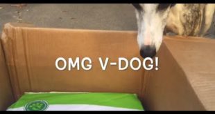 V-dog Box Reveal! [vegan kibble & breathbones for dogs]