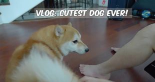 VLOG #2: Outdoor mall, CUTEST dog, and junk food!