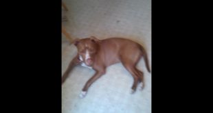 Vlog of my dog and my house