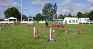 Wellingborough July 2016- Hannah/Izzie and Anneka/Jet – Discover Dogs Small Mixi Pairs- 5th Place!