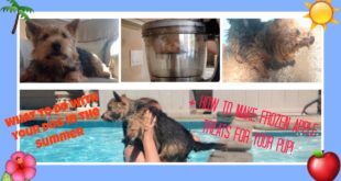 What to do with your Dog in the Summer + Yummy Frozen Treats for your Dog | Winston Gryffyn